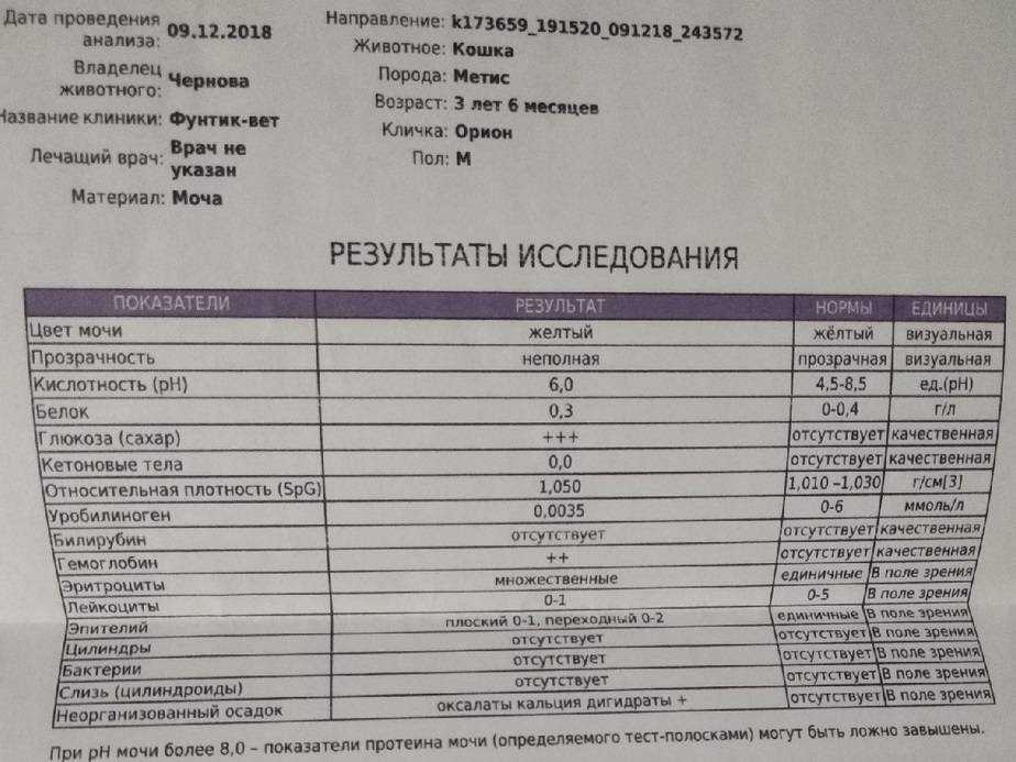 Что делать, если у кота кокки в моче?