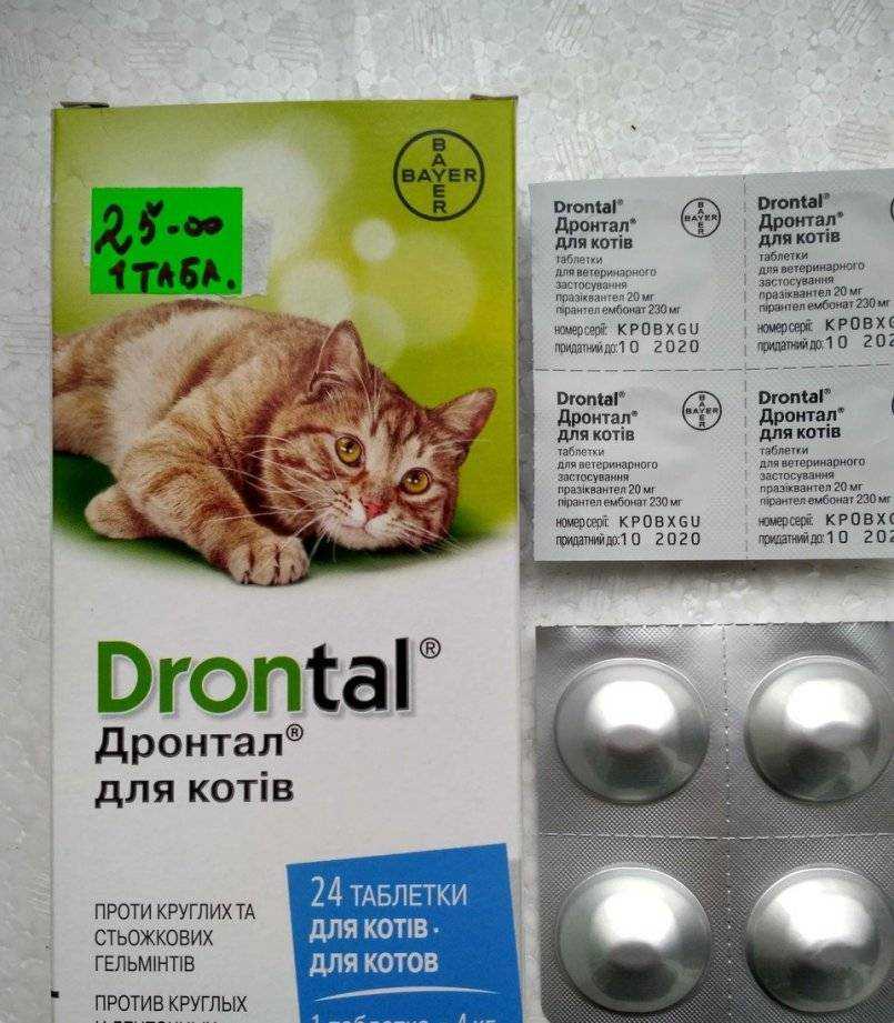 От глистов защитит празицид для кошек