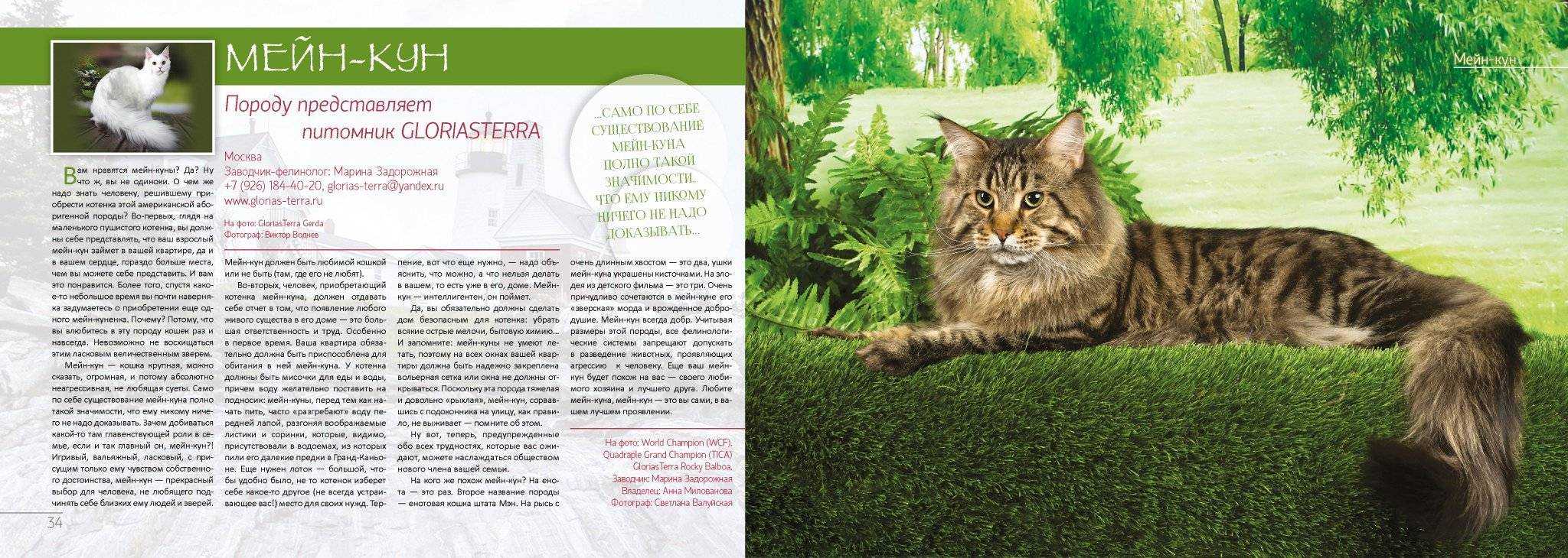 Стандарт породы мейн-кун: система wcf, fife и tica