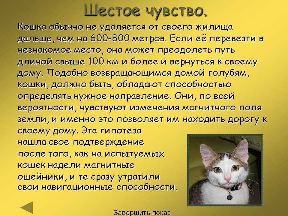 Как ест кошка: необычные пристрастия_ | wwwcat.ru