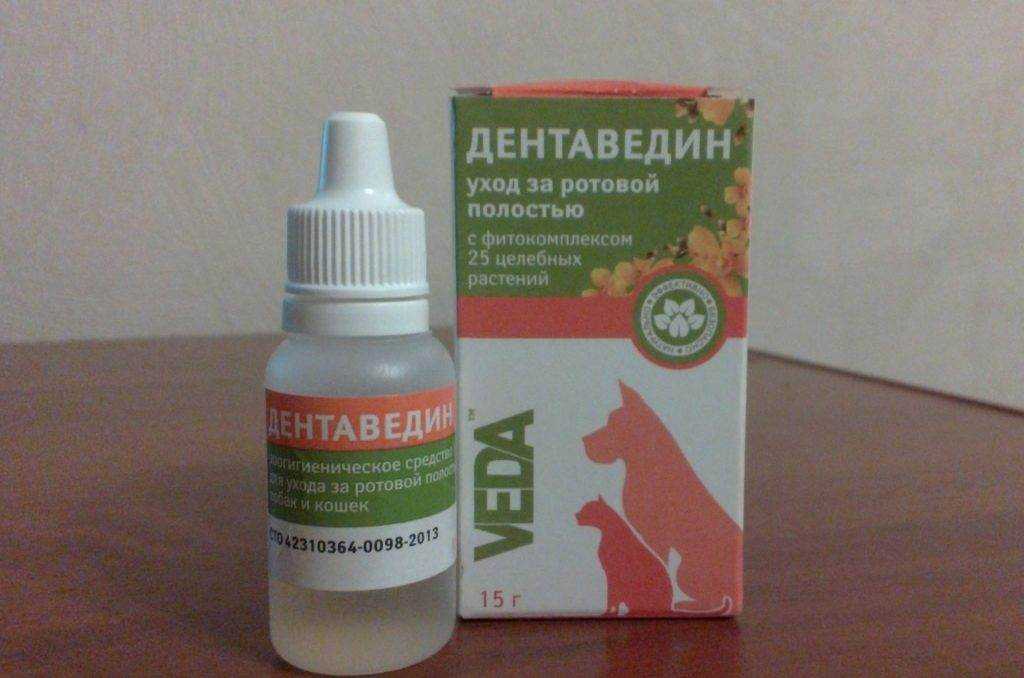 Гингивит у кошек: симптомы и лечение