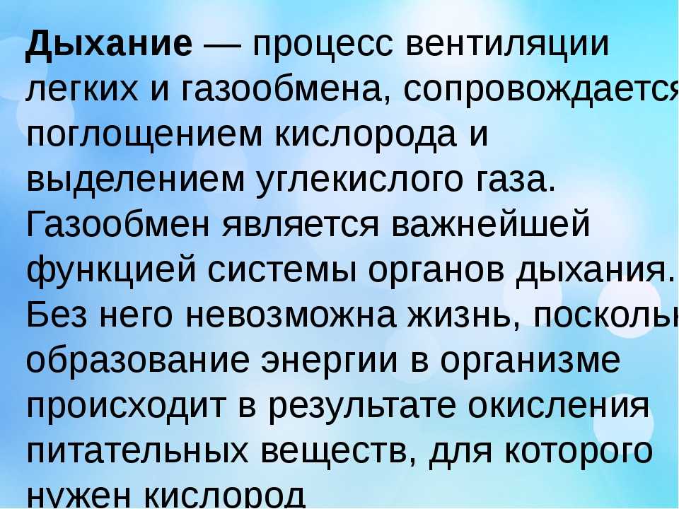 Собака похрюкивает носом: опасно ли это, как помочь питомцу самостоятельно