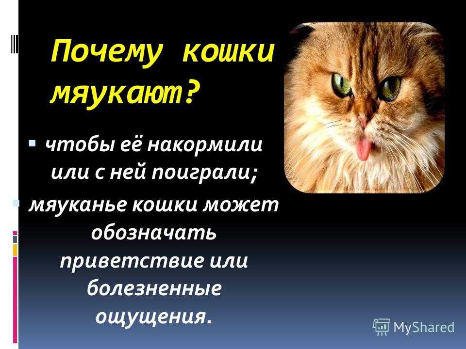Пушистый питомец – не только всплеск положительных эмоций, нежное мурлыкание Каждый хозяин хочет знать причину, почему кошка постоянно мяукает и орет, и как это исправить