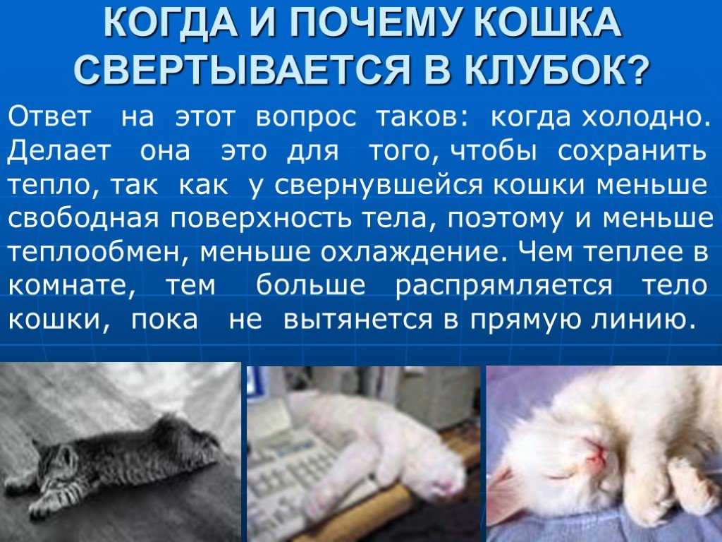 Горячие уши у кота: когда нужно волноваться