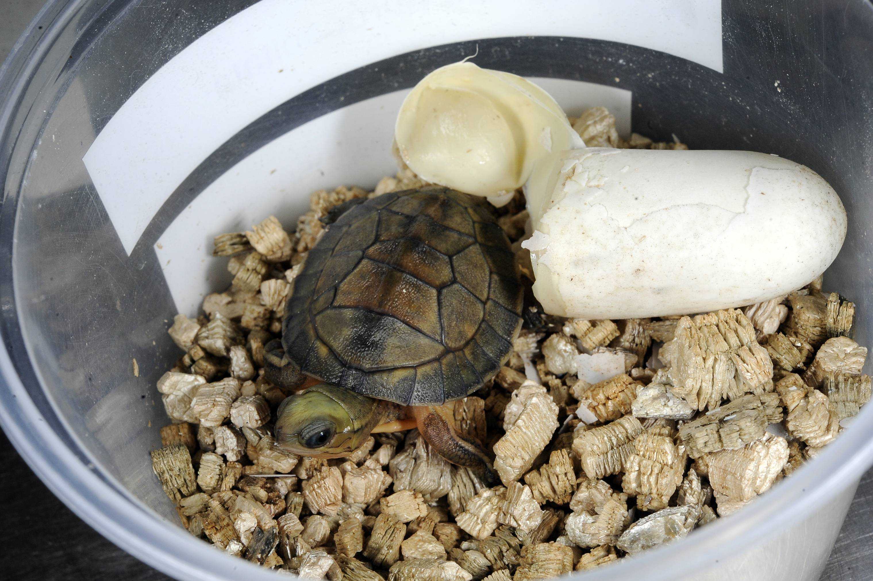 Как размножаются красноухие черепахи в домашних условиях
