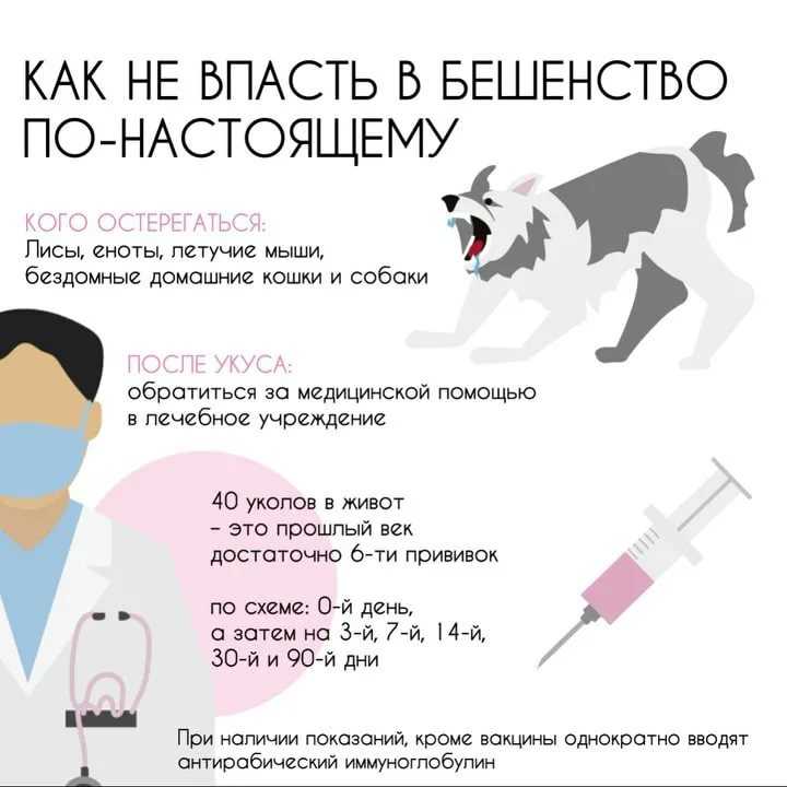 Бешенство у собак: симптомы, пути заражения, развитие болезни, прогноз и профилактика