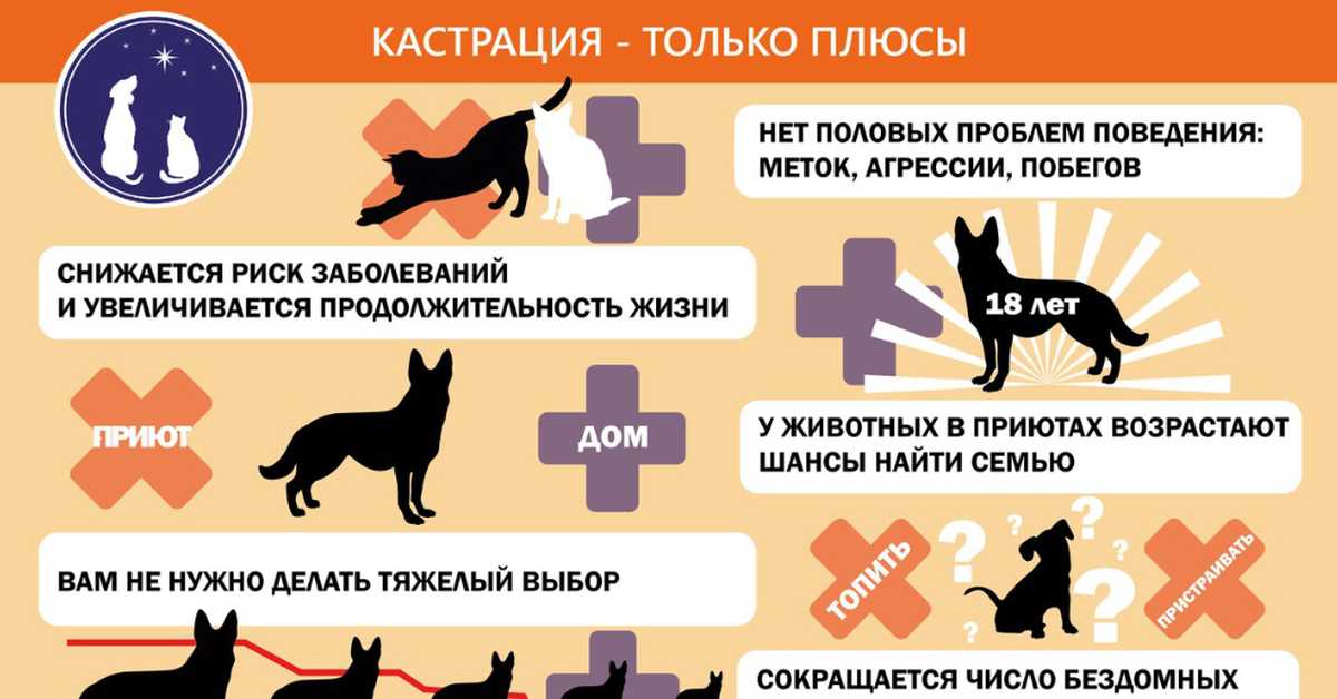 Кот после кастрации