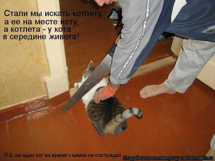 Почему кошка кусает котят?