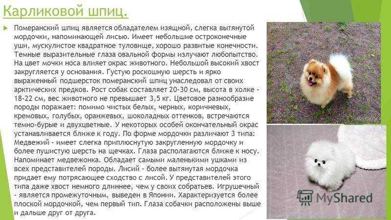 Японский шпиц: описание улыбчивой собаки, содержание, уход и отзывы