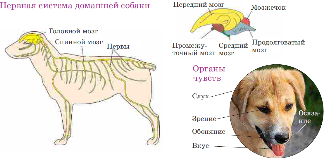 Защемление нерва у собаки: симптомы, диагностика и лечение | блог ветклиники "беланта"
