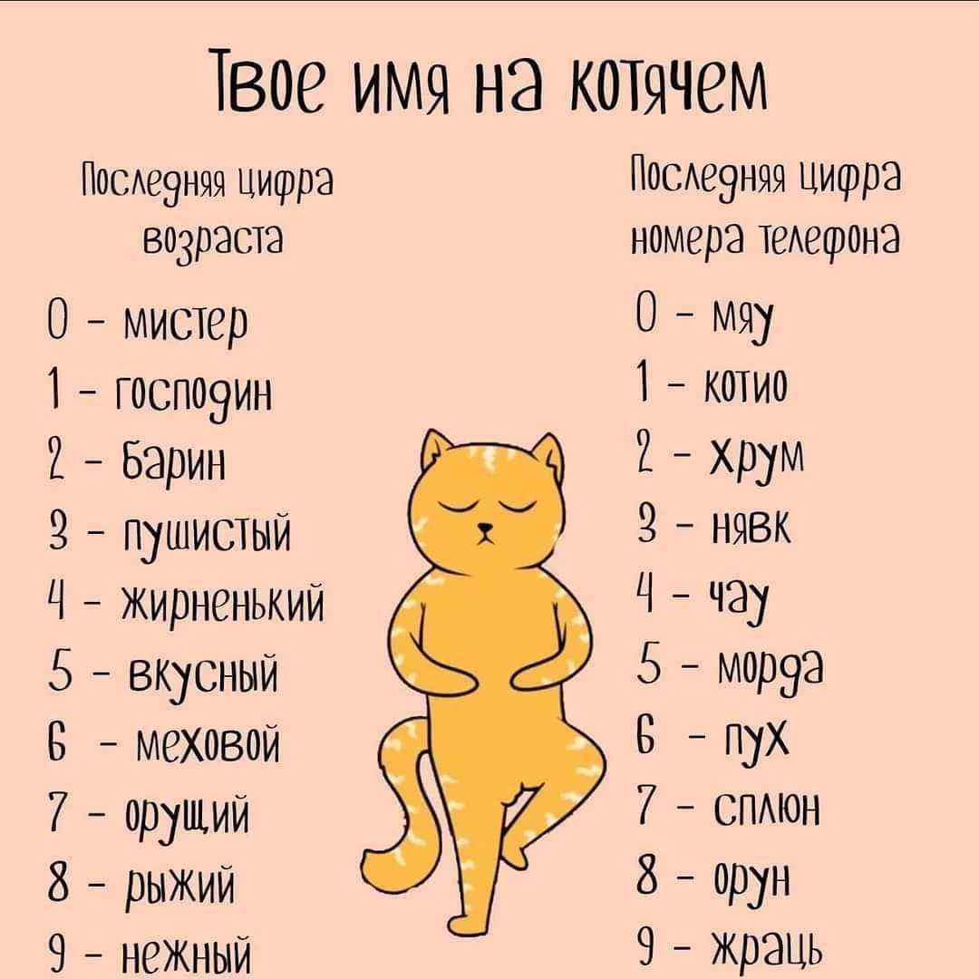 Русские имена и клички для котов
русские имена и клички для котов
