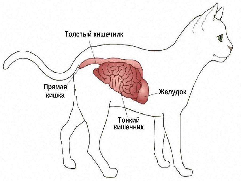 7 причин почему у кота отказывают задние лапы - как лечить