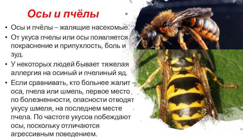 Что делать, если пчела или оса укусила кота в нос или лапу