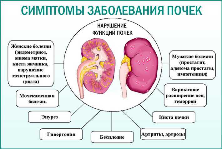 Болезни почек у собак