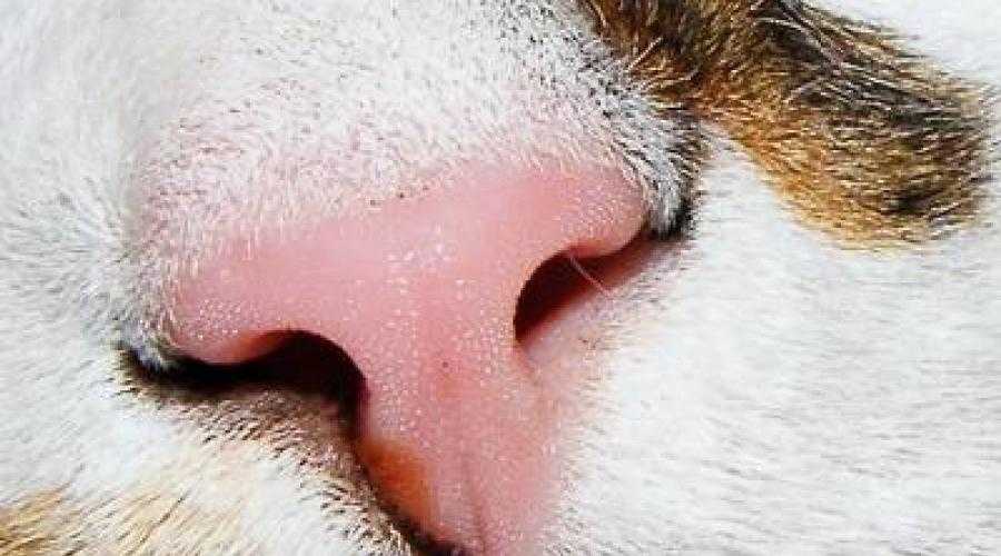 Черные пятна возле носа у котенка