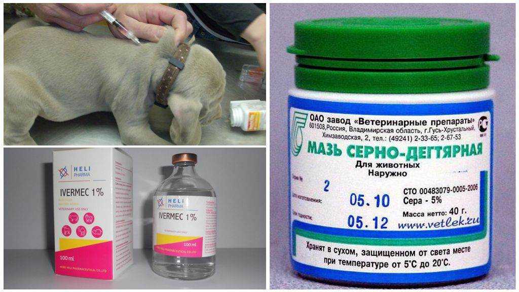 Грибок у кошек: виды, симптомы и лечение