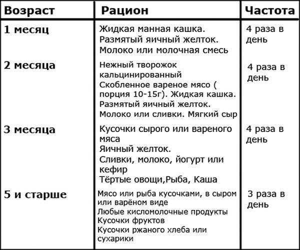 Чем кормить котенка в 2 месяца в домашних условиях