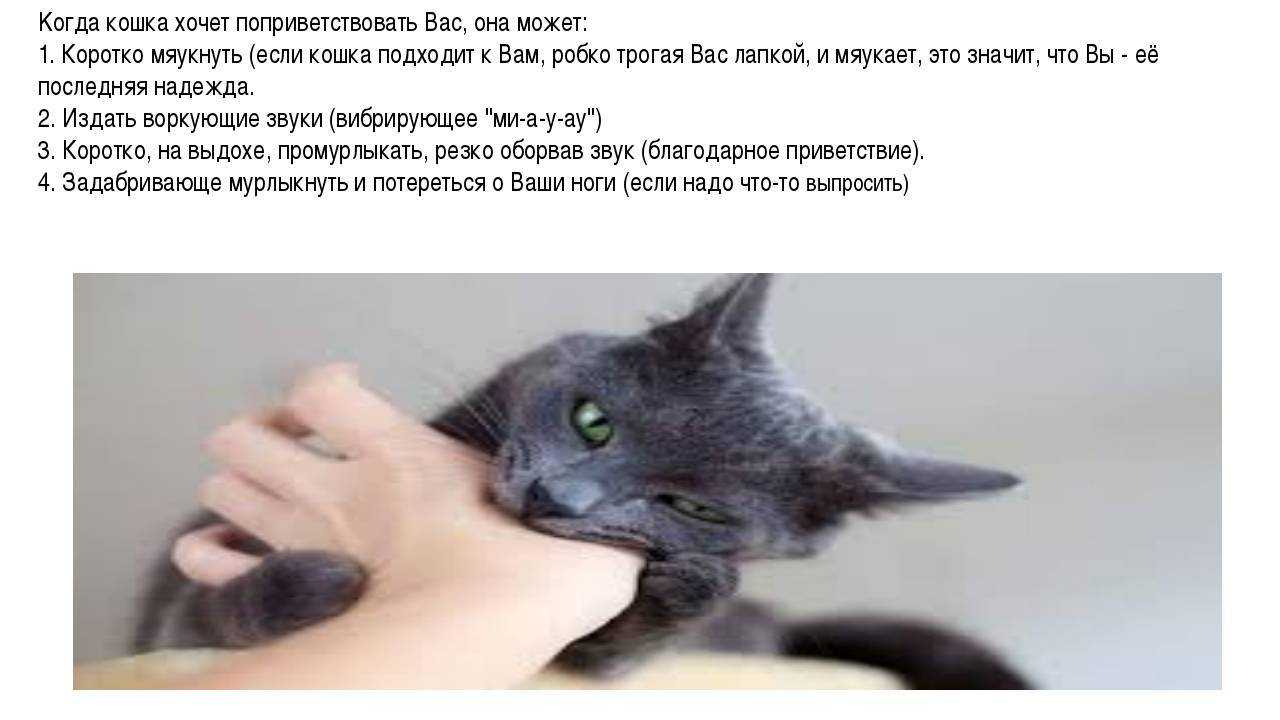 Орущий кот: особенности поведения или признак болезни?