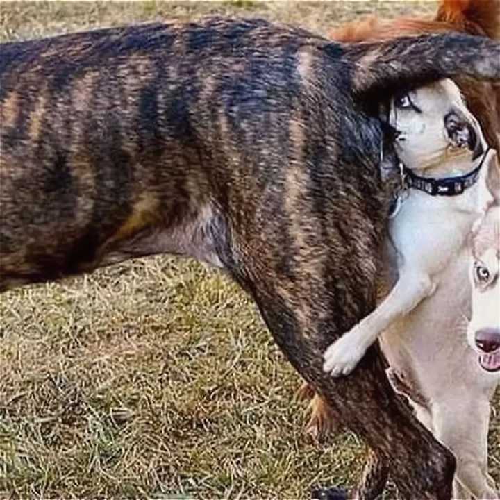 Зачем собака нюхает себя под хвостом