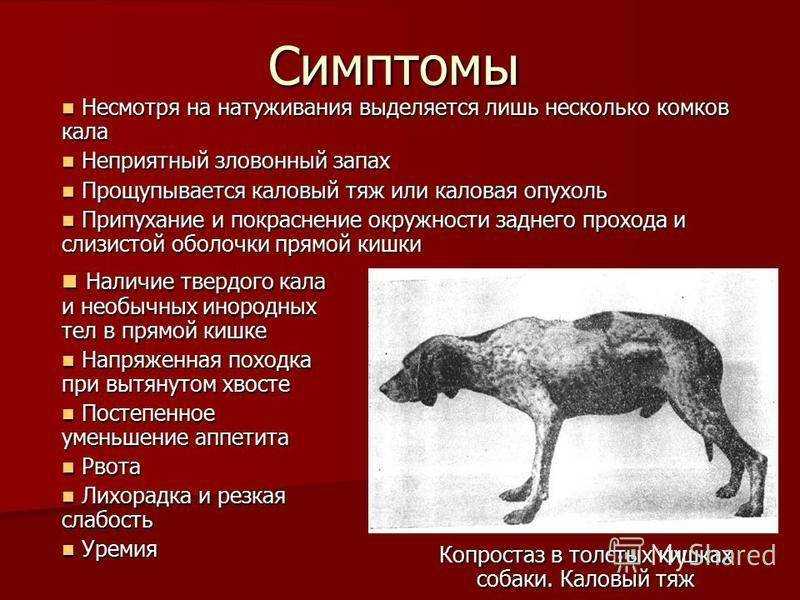 Энцефалитный клещ у собак