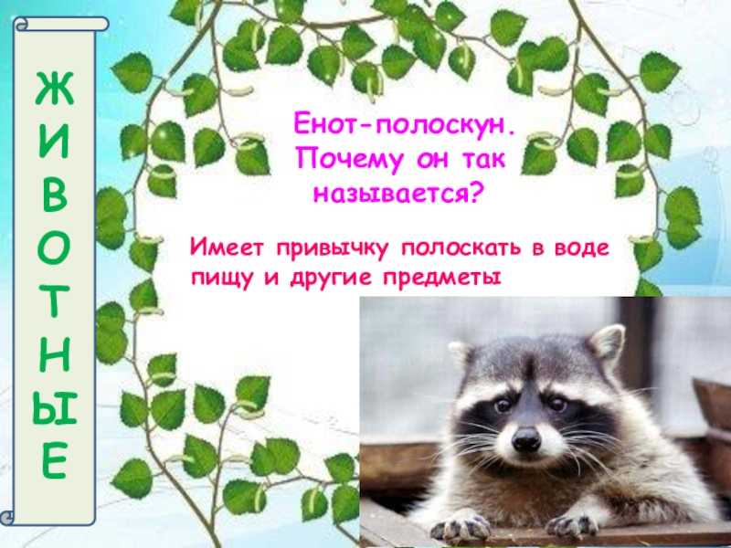 10 интересных фактов о енотах
