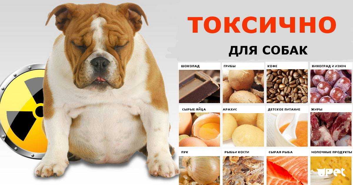 Собака ест землю и камни: почему, что делать, чего не хватает