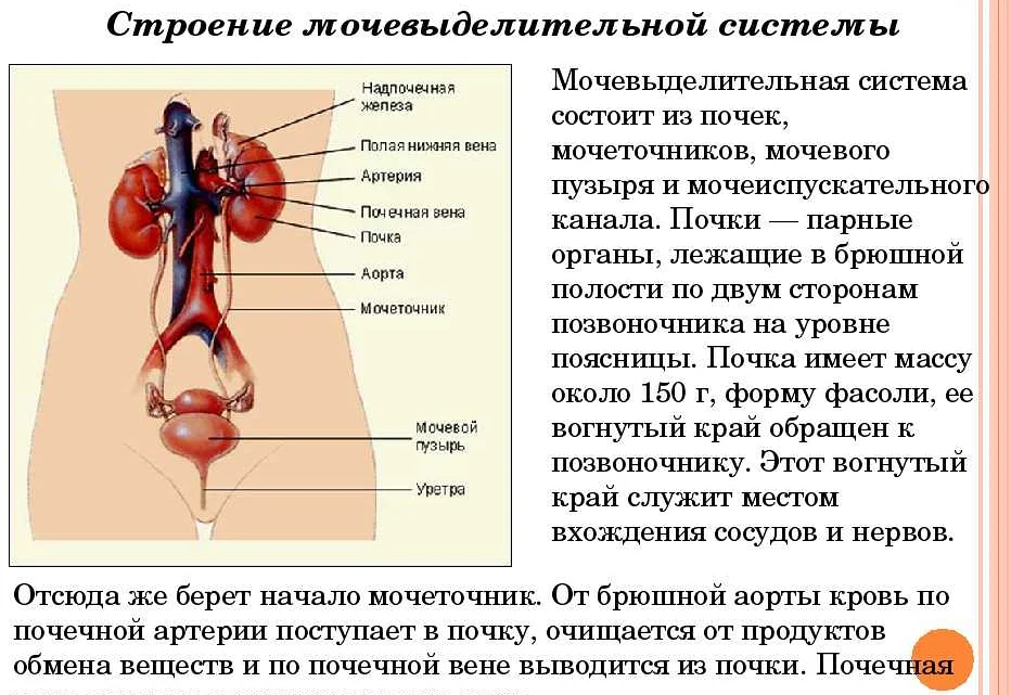 Вена артерия мочеточник. Функции почек в выделительной системе. Мочевыделительная система анатомия функции. Выделительная система органы образующие систему. Мочевыделительная система строение органов.