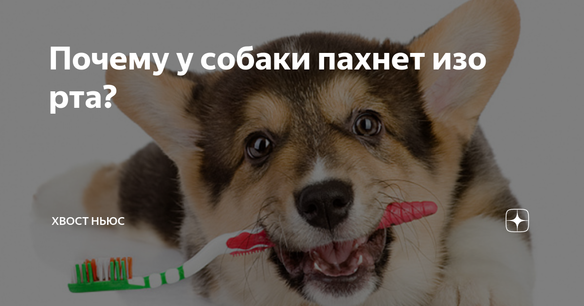 С чем связано появление гадкого запаха из пасти собаки: как избавиться от вони