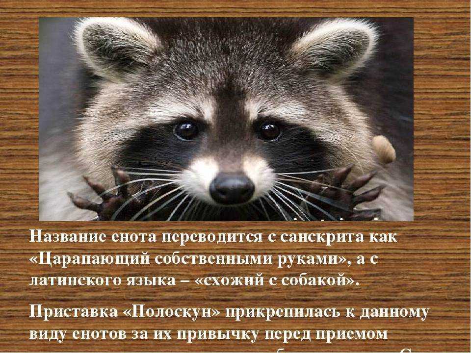 Животное енот. как выглядит и что едят еноты. места обитания и где живут еноты. виды и повадки енотов. охота на енота