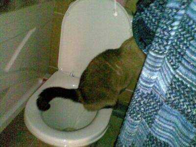 Кот стал много пить воды?