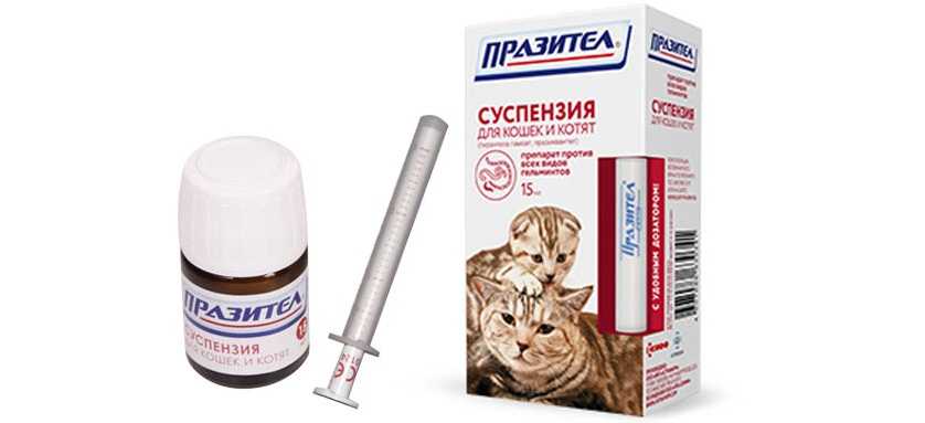 Празител для кошек и котят: инструкция