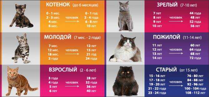 Когда котята открывают глаза после рождения: через сколько дней это происходит
