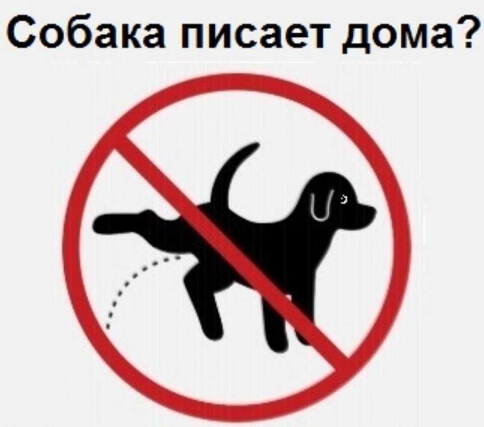 Как отучить собаку писать дома: методы воспитания и коррекции поведения