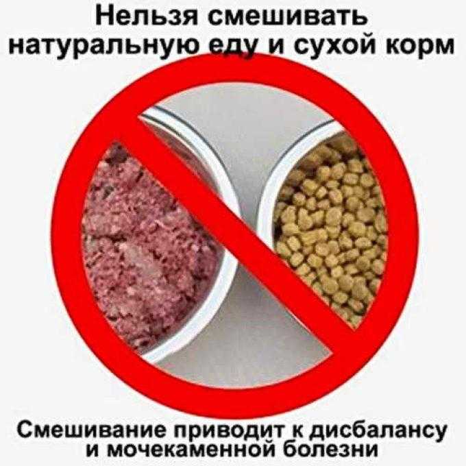 Можно ли включать в рацион собаки кошачьи корма?
