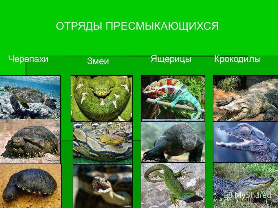 Размножение и развитие пресмыкающихся. как и где развивается зародыш пресмыкающихся? какие особенности размножения и развития пресмыкающихся