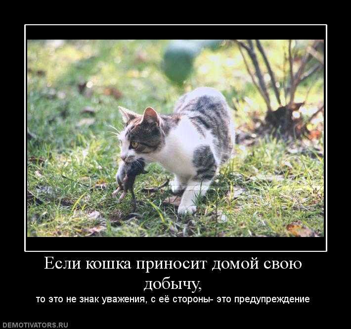 Почему кошки приносят домой убитых животных и что делать с мышью