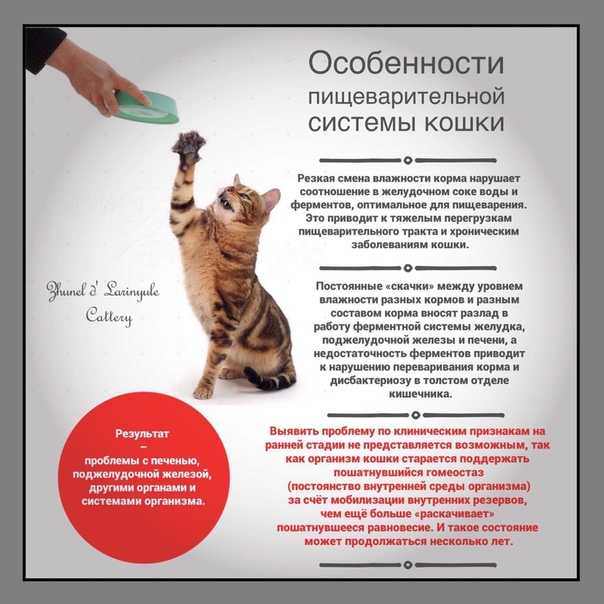 10 «нельзя» для хозяина кошки. уход, питание, кормление. фото — ботаничка