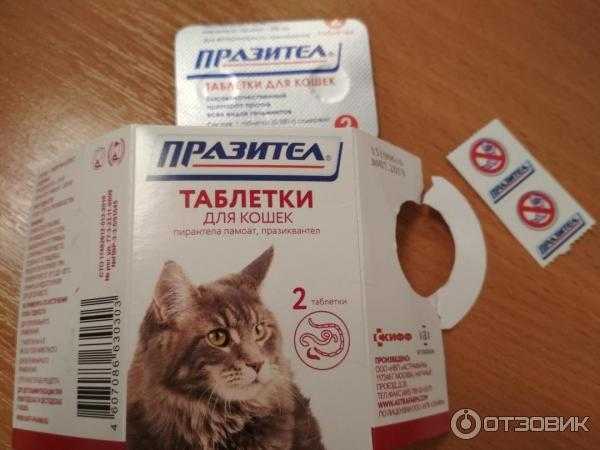 Глистогонные препараты для кошек: топ-11 лучших глистогонных