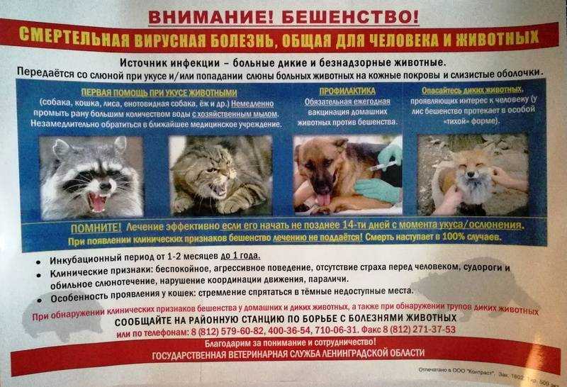 Бешенство у кошек – смертельно опасное заболевание (особенности, пути передачи, лечение и профилактика) | звери дома