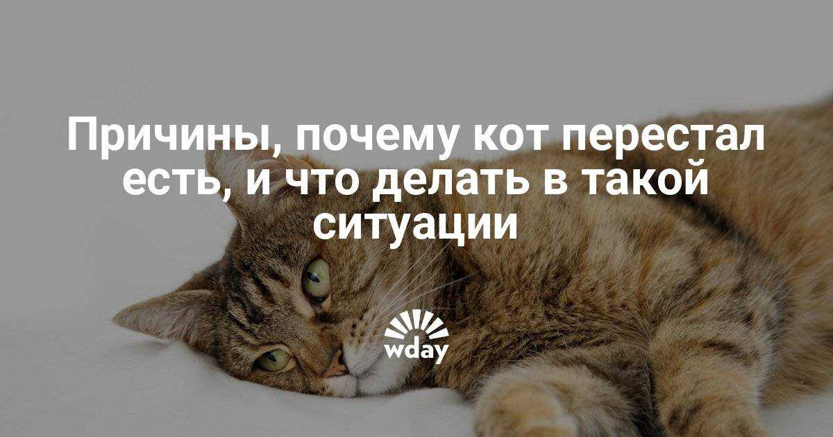 Странное поведение кошки в квартире