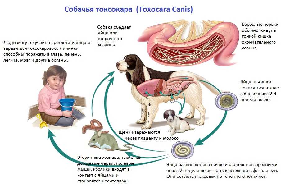 Глисты у собак: причины, симптомы, диагностика и лечение
