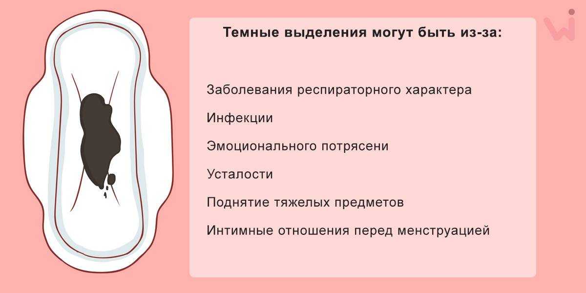Как проходит послеродовой период у кошки? инструкция