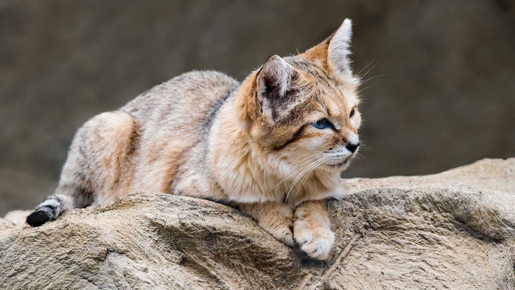 Барханный кот (fеlis mаrgаritа)