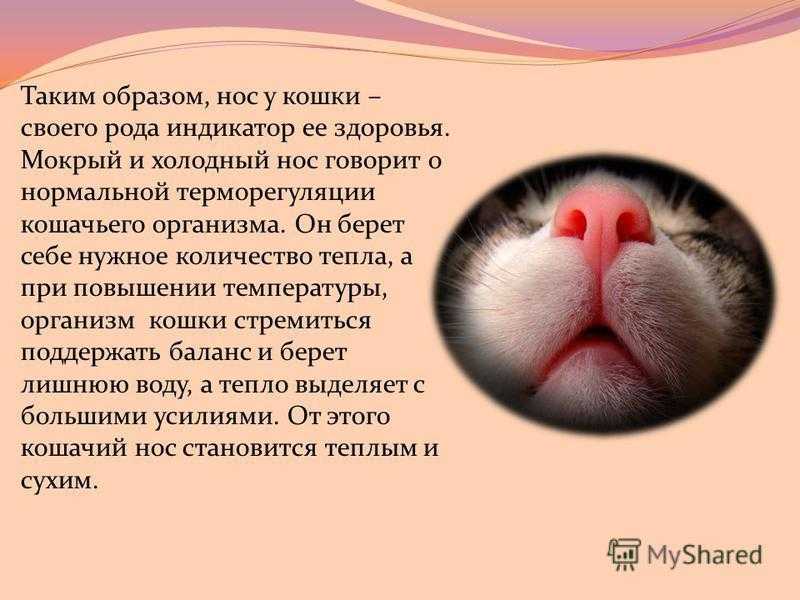 Сухой нос у кошки: причины и что делать