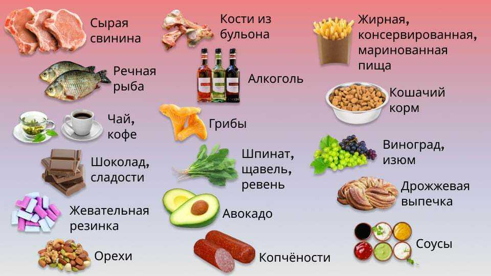 Какие фрукты и ягоды можно собакам