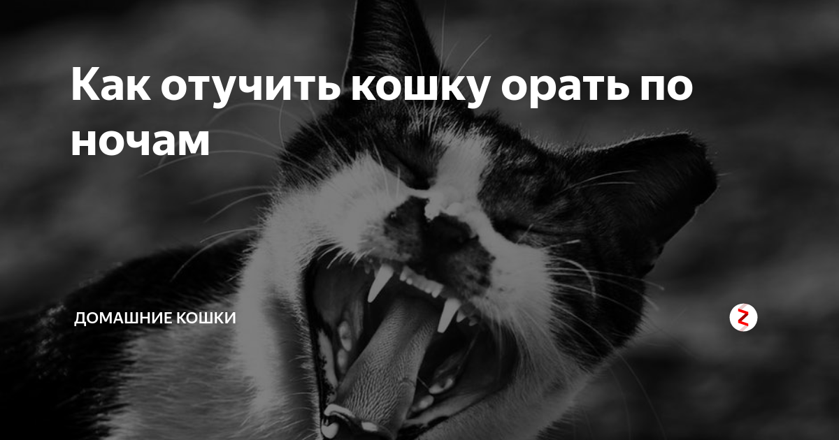 Стерилизовали кошку как ее успокоить