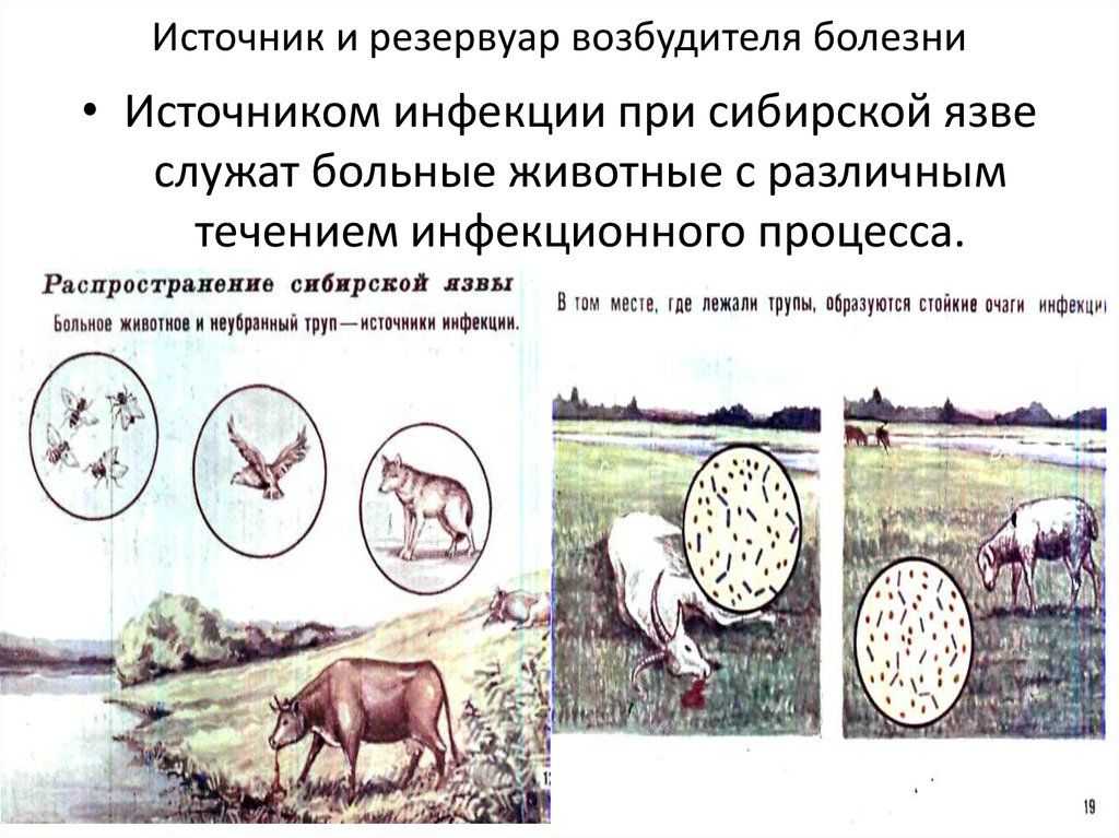 Сибирская язва у собак