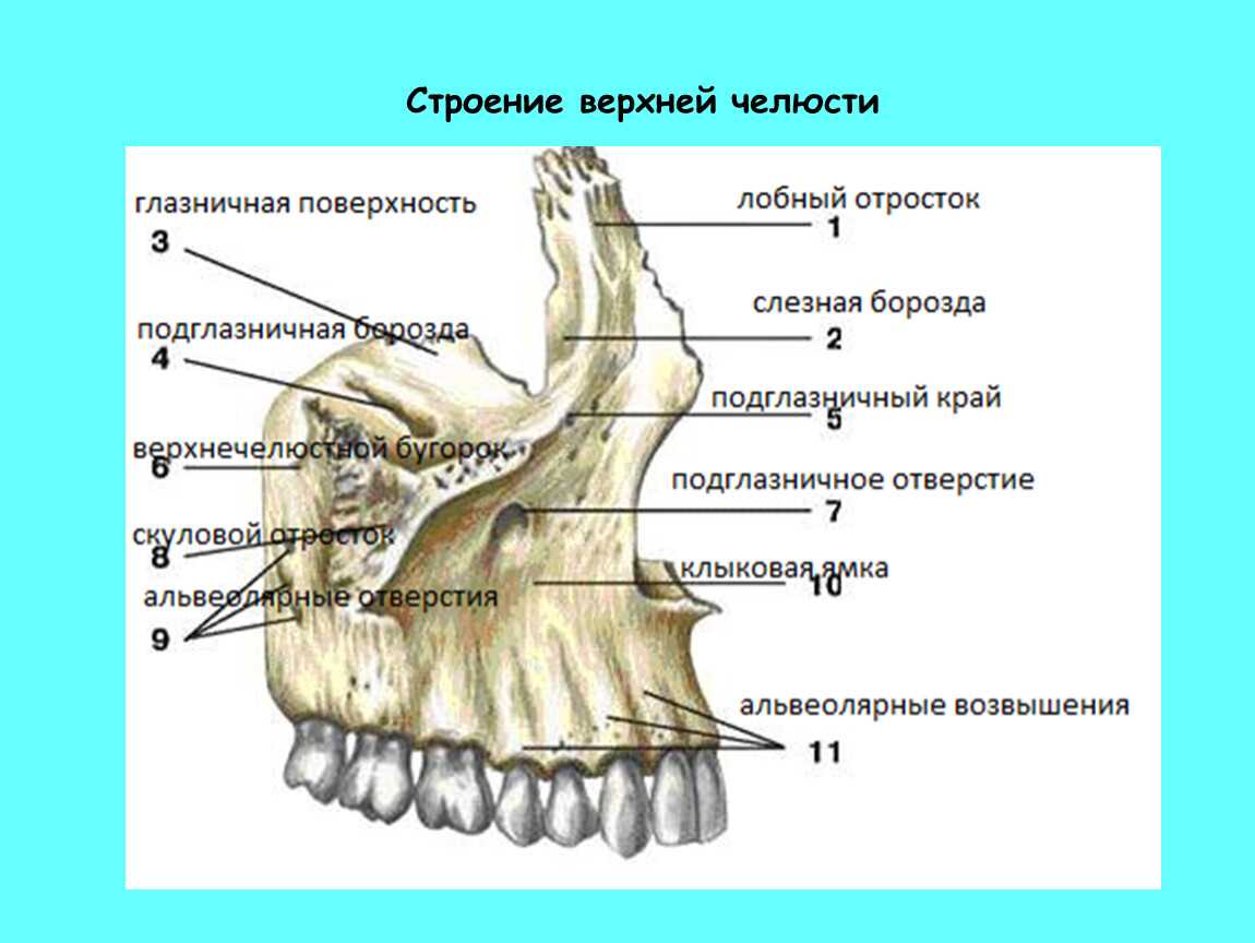Черепаха - виды, питание, уход и содержание, сколько живет, фото