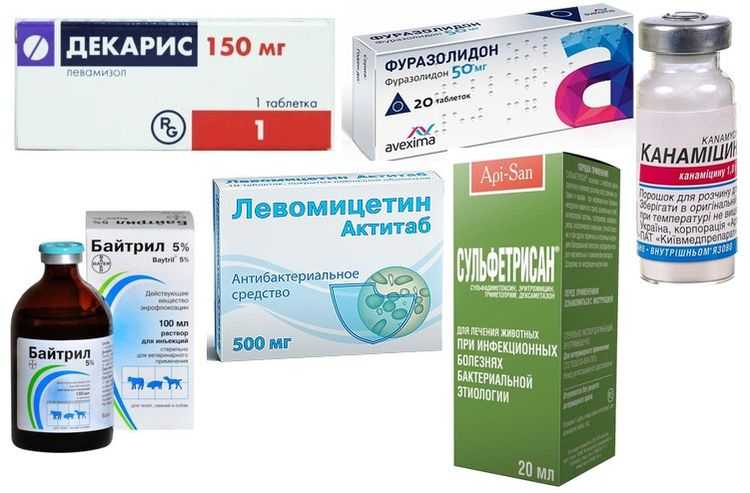 Причины появления крови во рту собаки | звери дома
