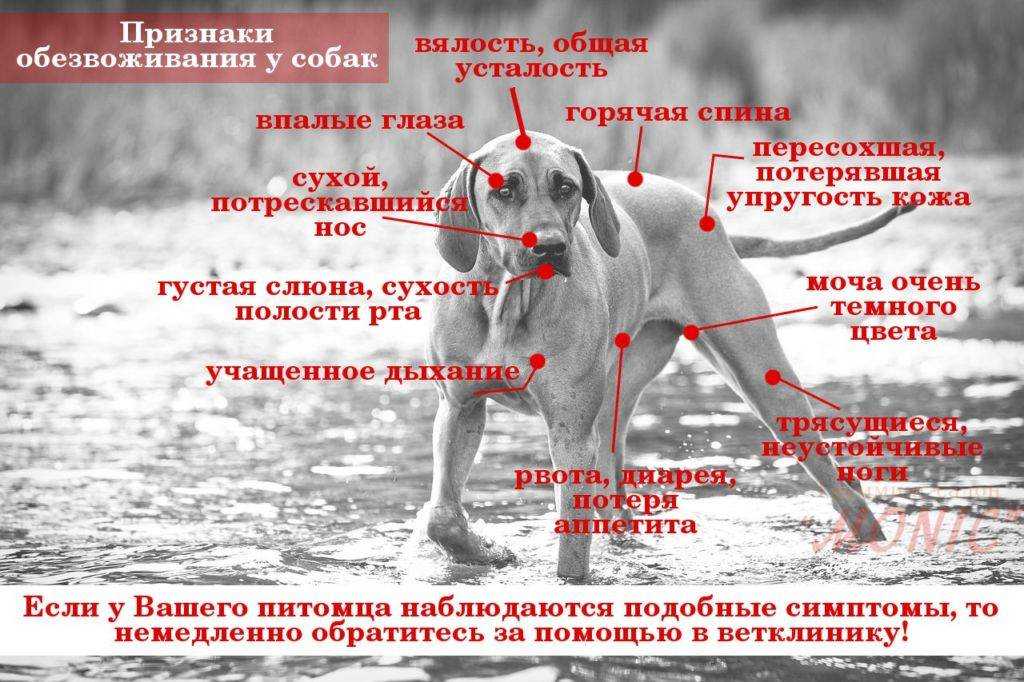 У кота недержание кала. недержание мочи и кала у котов у кота вываливаются кусочки кала